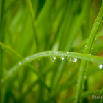 Water Drops on the grass