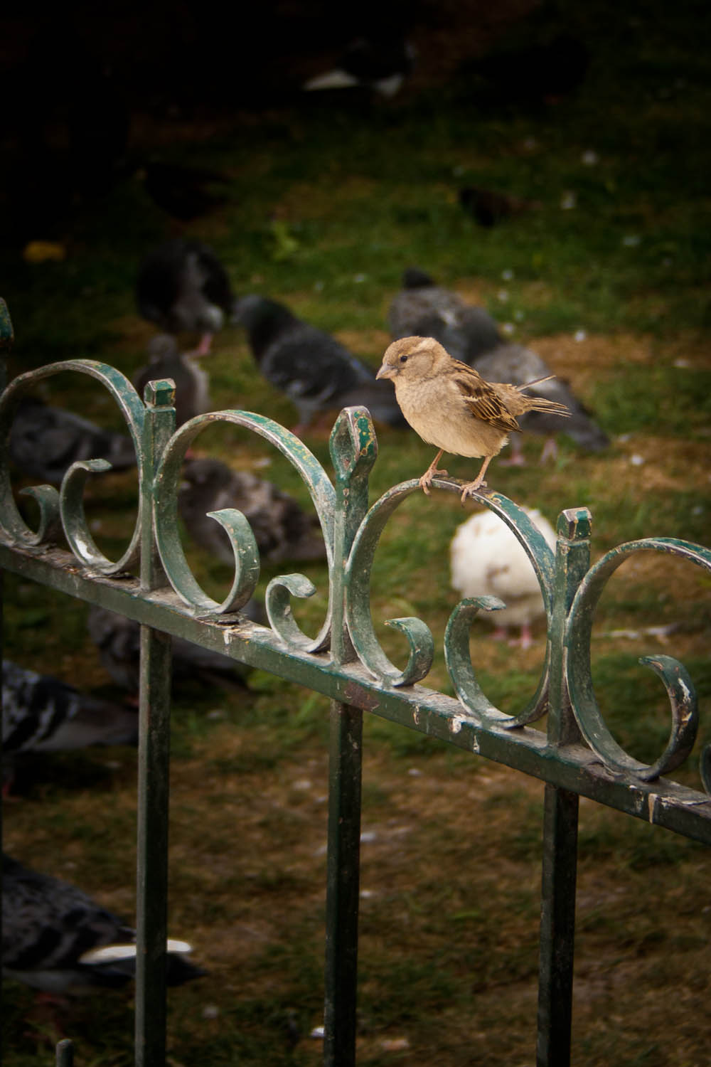 Quick Brown Sparrow – 3 June 2011